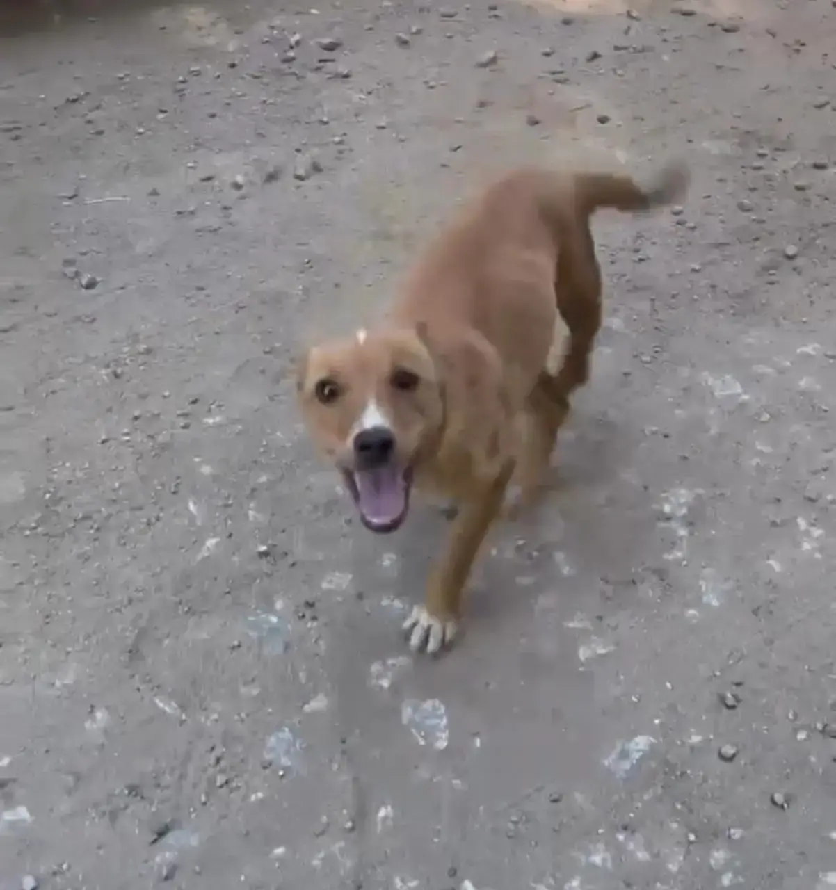 Fiora antes do resgate