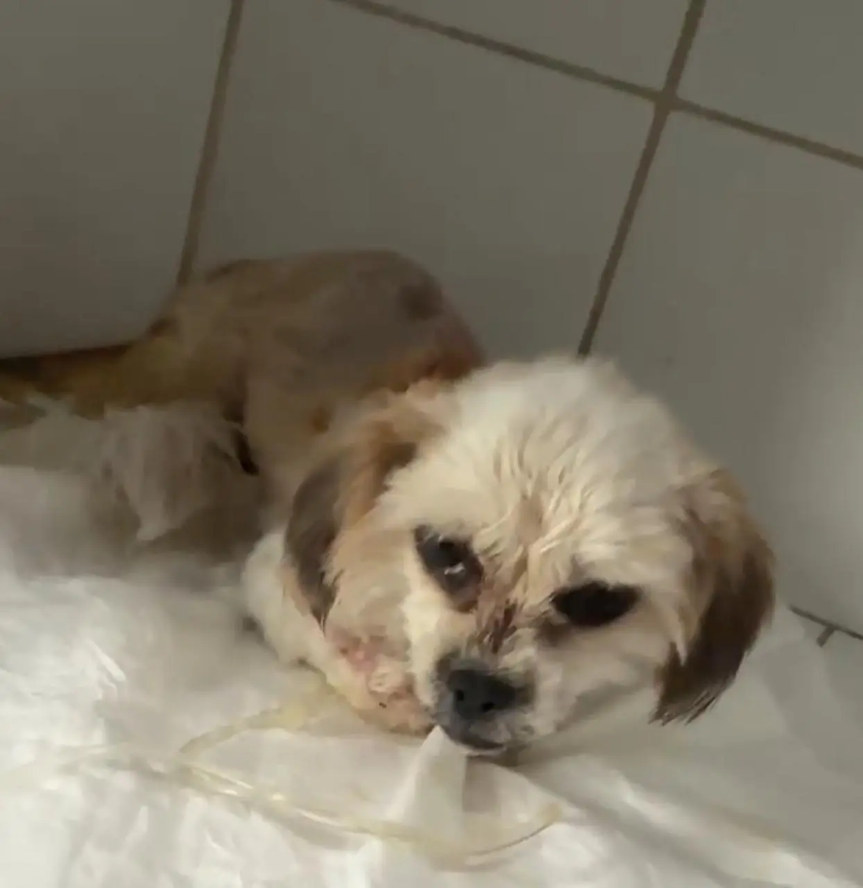 Maya depois do resgate